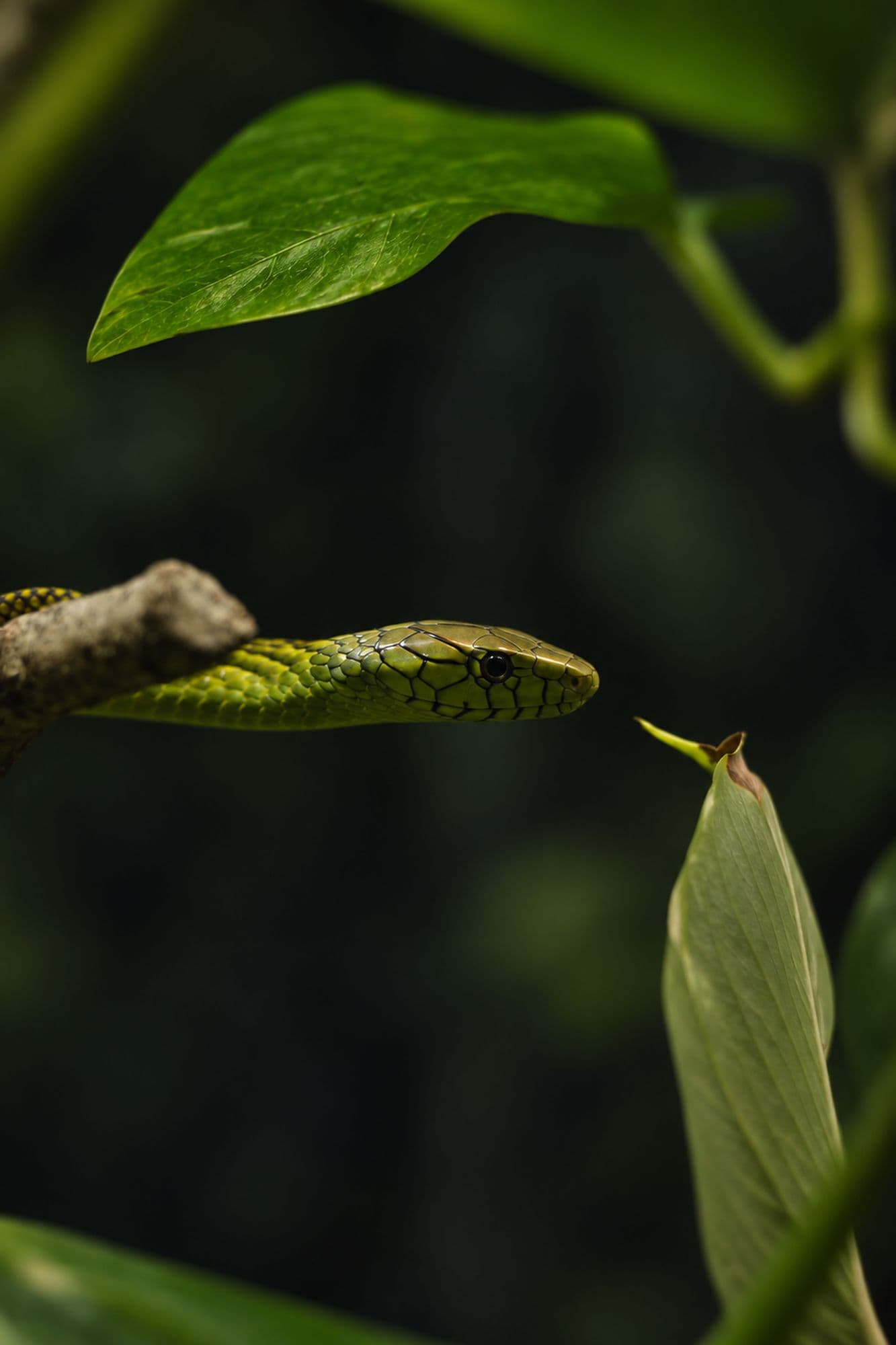 Between Leaf and Shadow