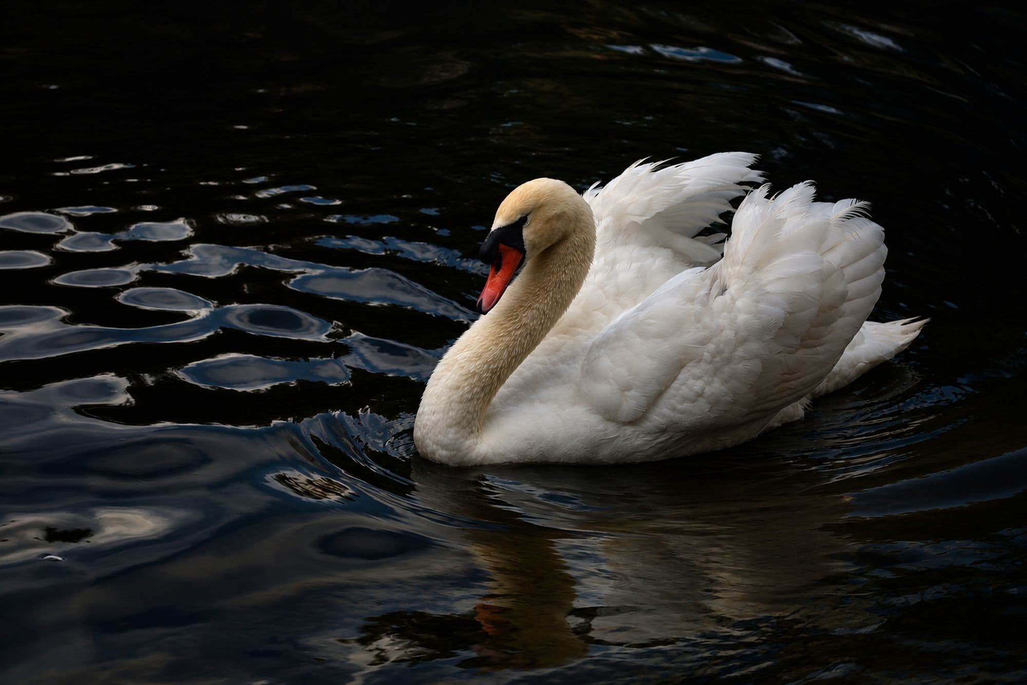 Blackwater Grace