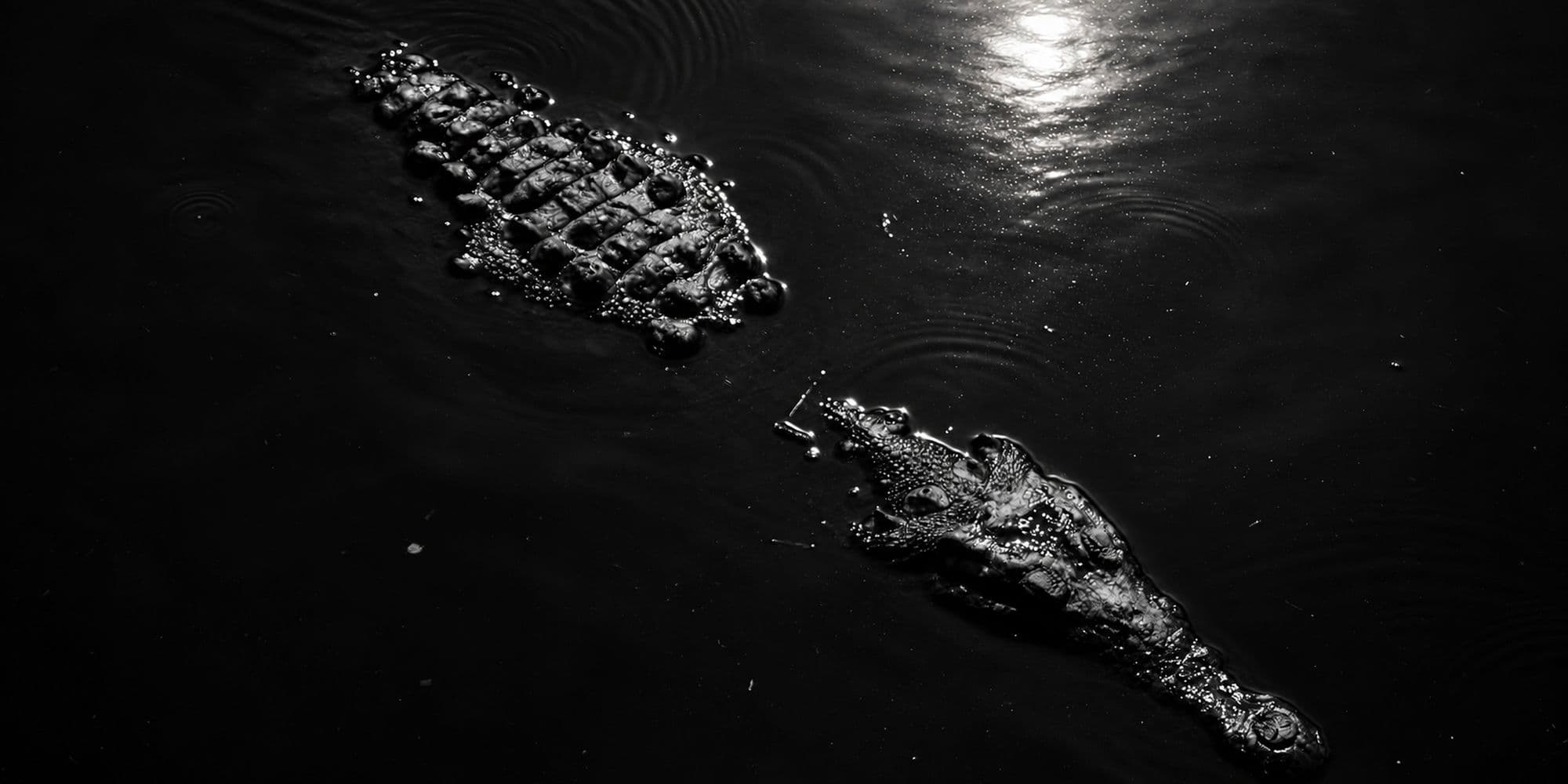 Blackwater Vigil — Monochrome