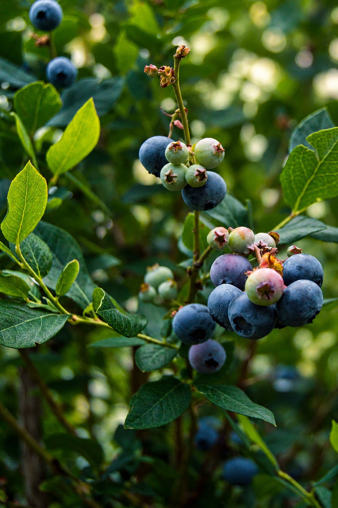 Ripening Chorus