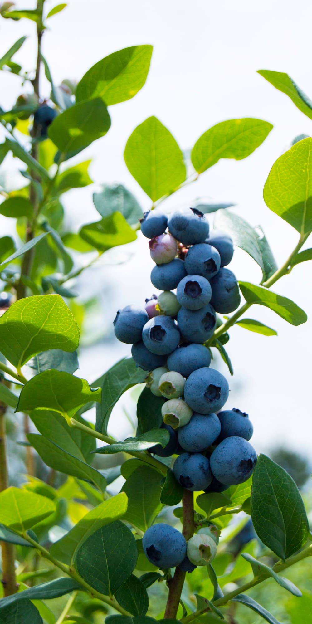 Blueberry Study III