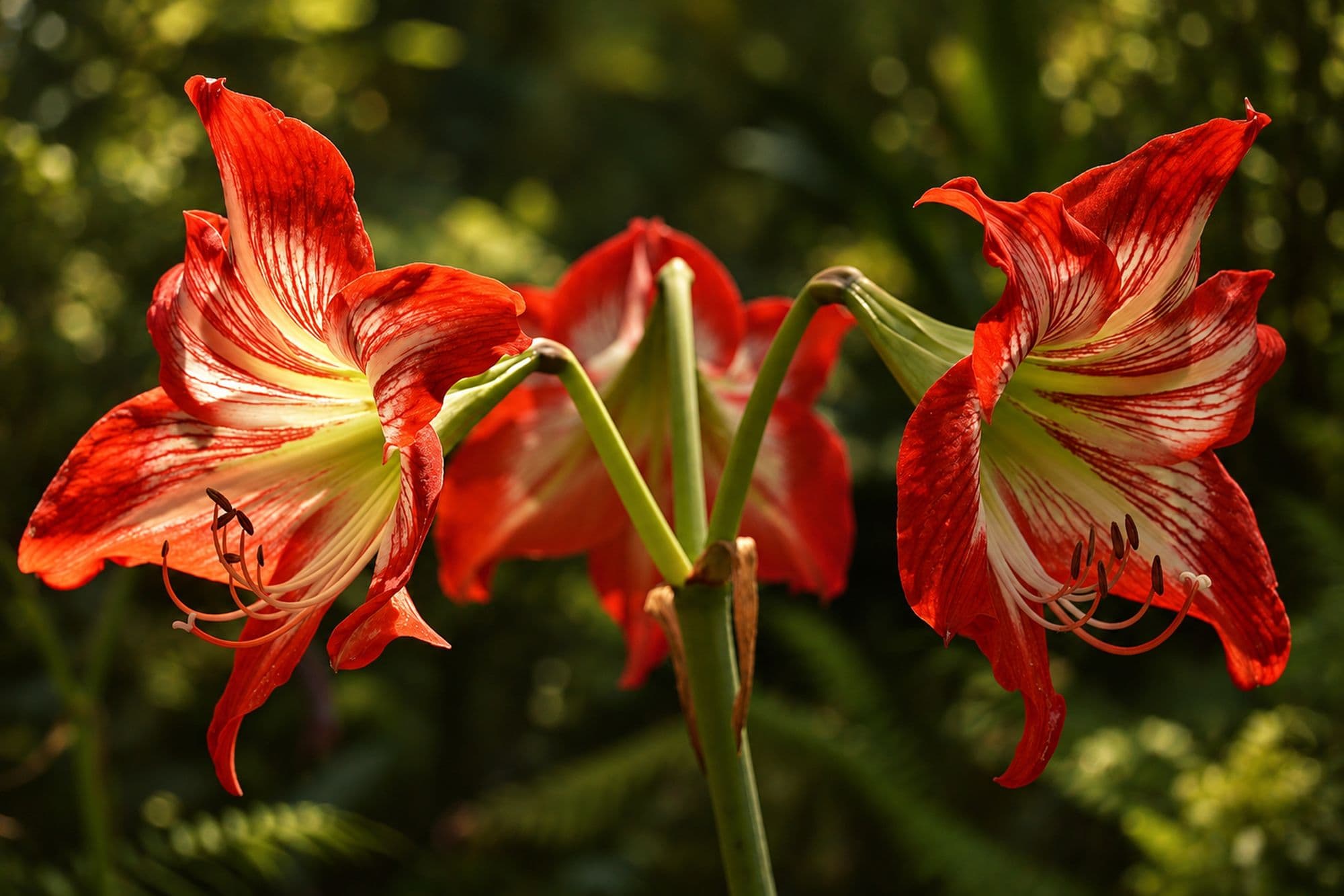 Crimson Bells