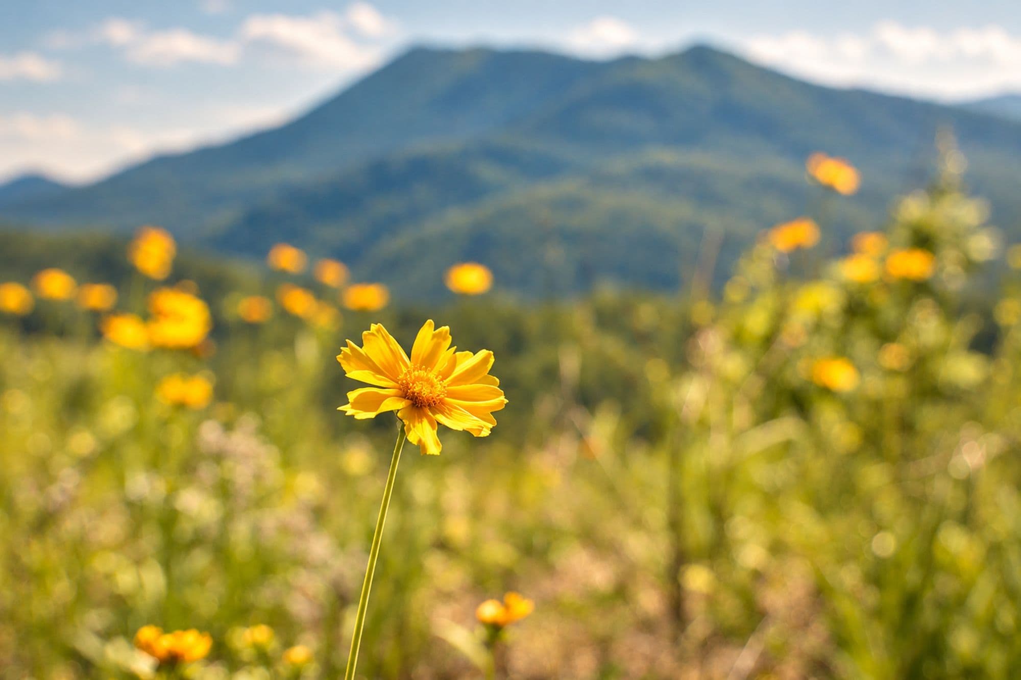 Gold Against the Blue Ridge