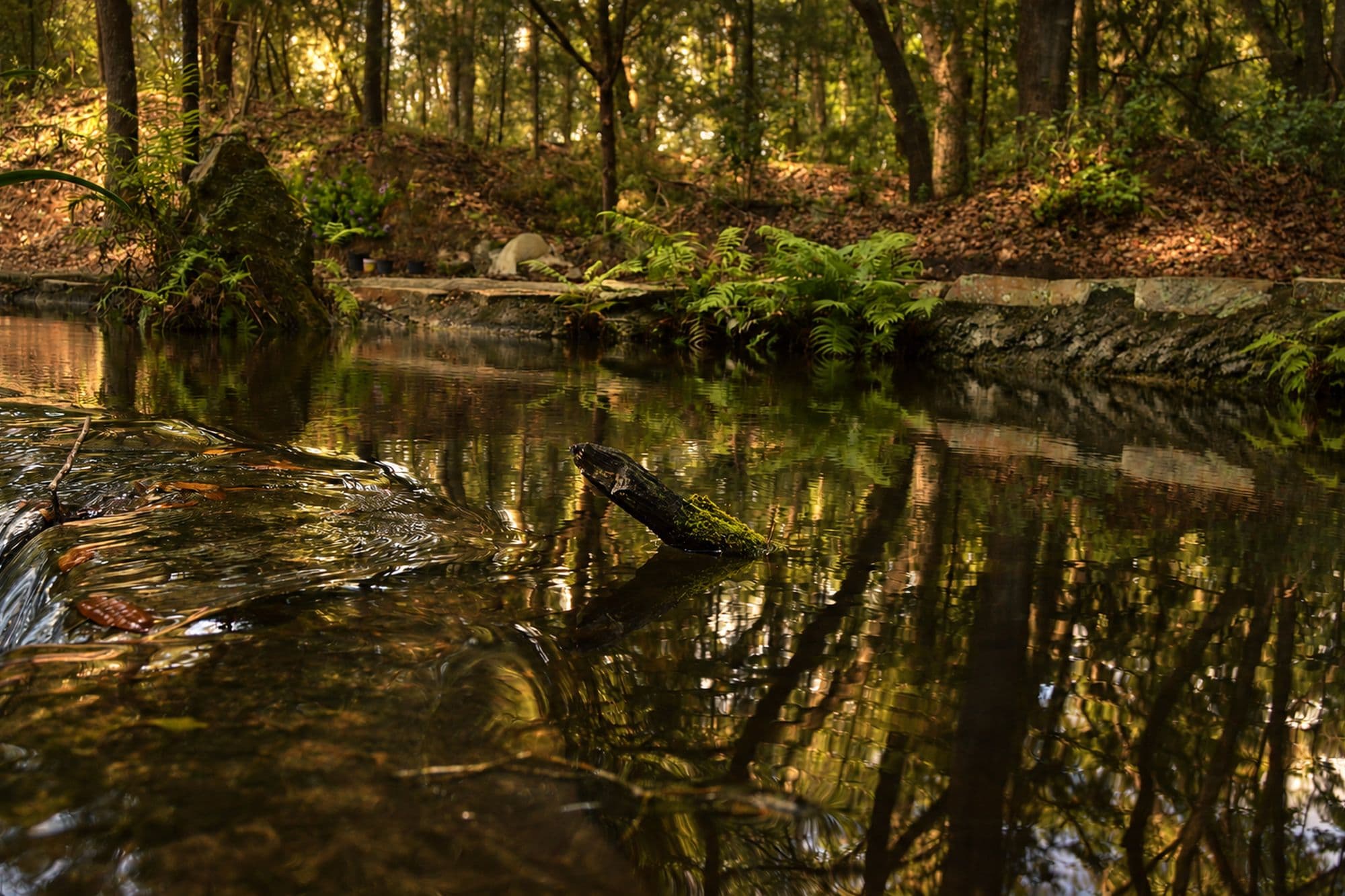 Mirrorwood