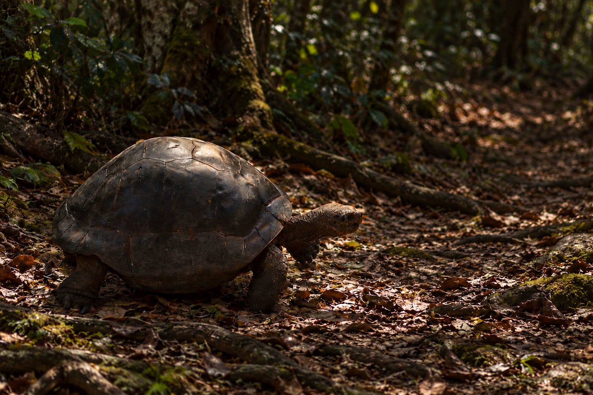 Slow Passage