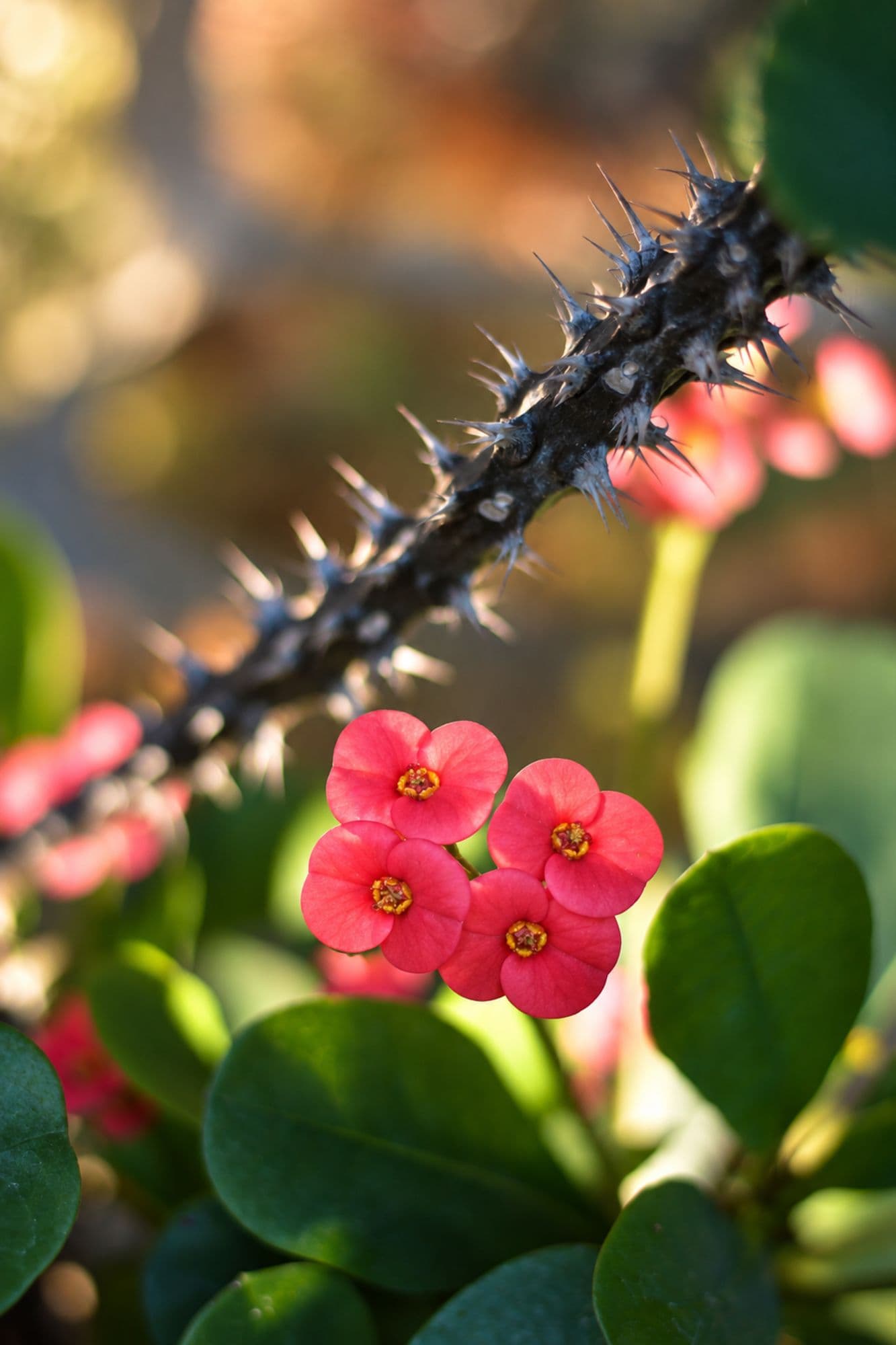 Thorn and Tenderness