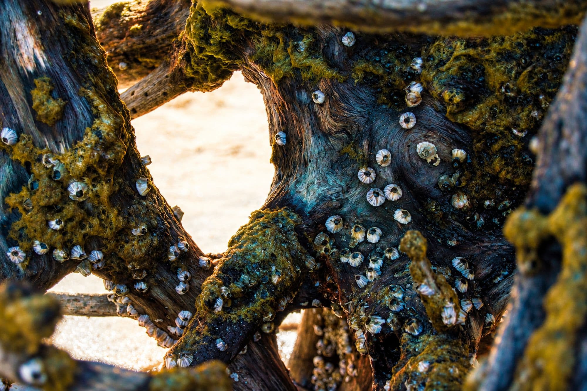 Tidal Aperture