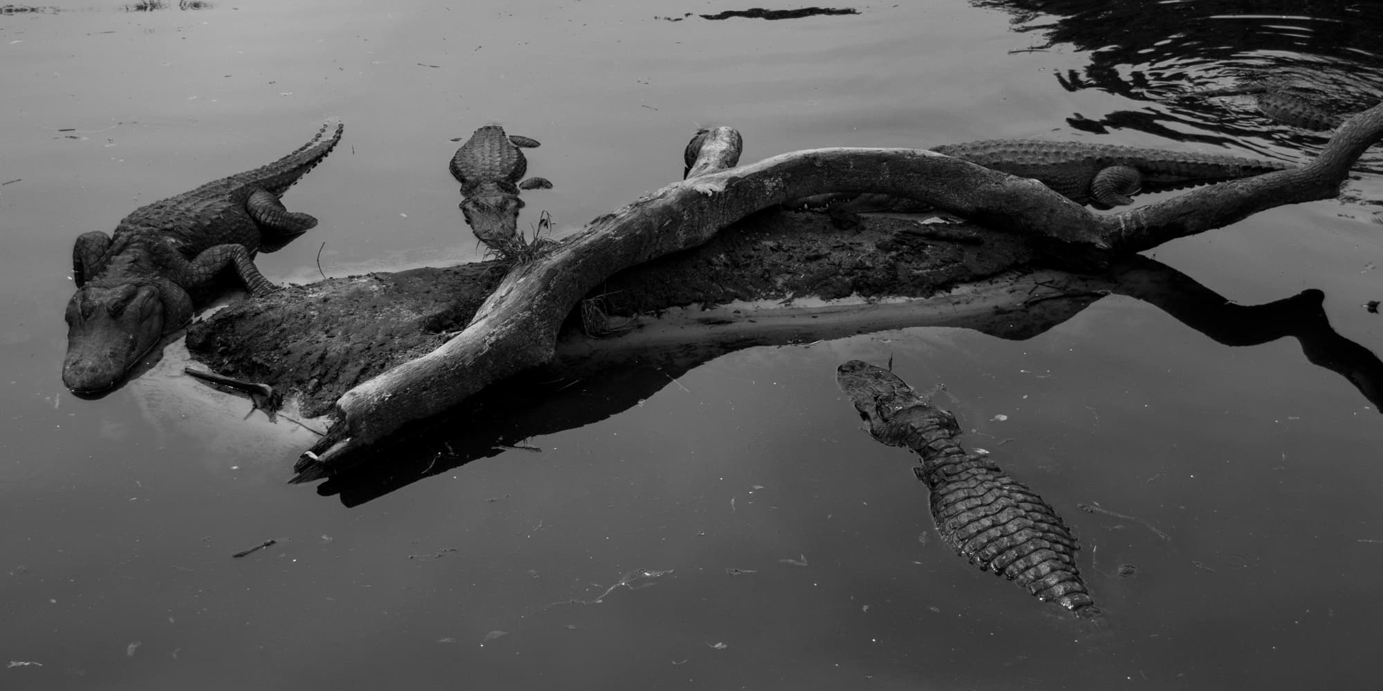 Wild Florida V