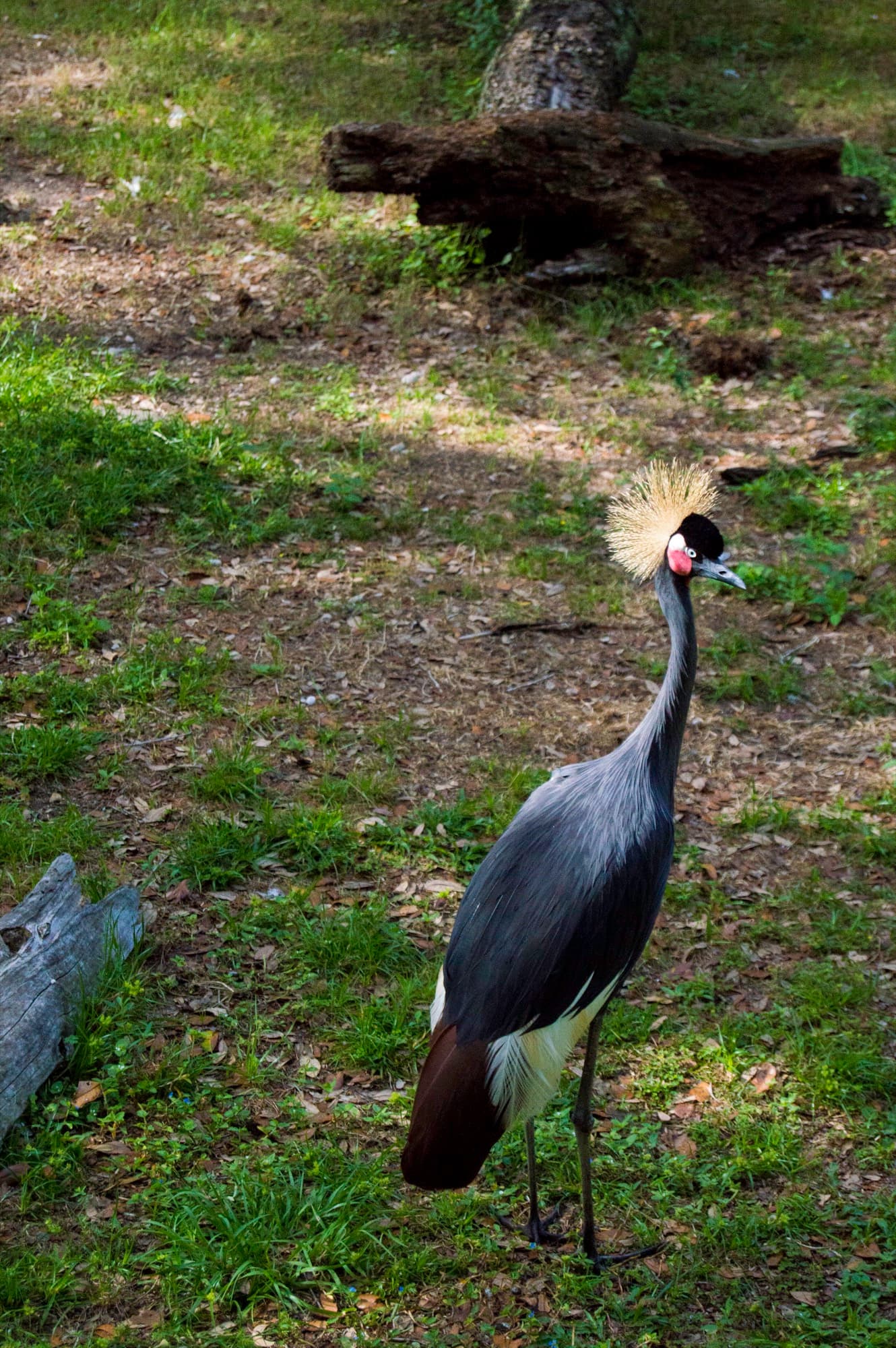 Wild Florida VII