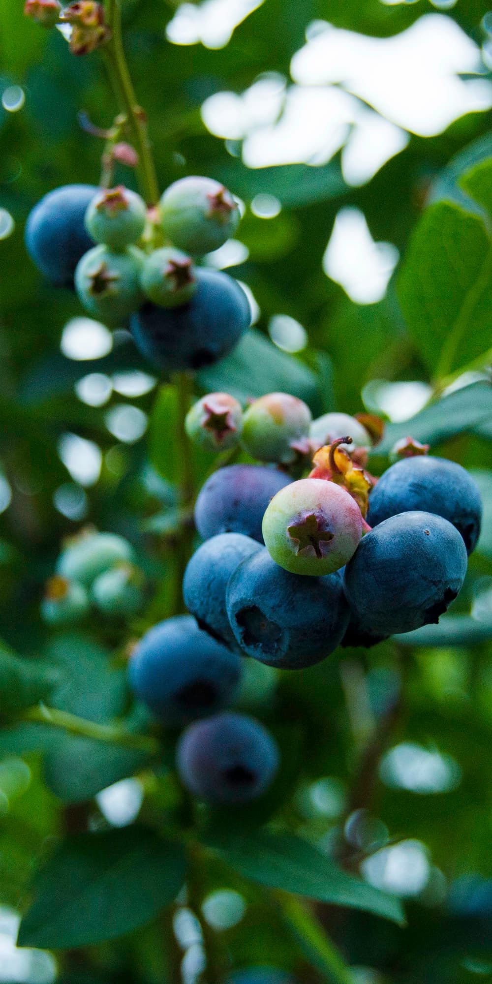 Blueberry Study II