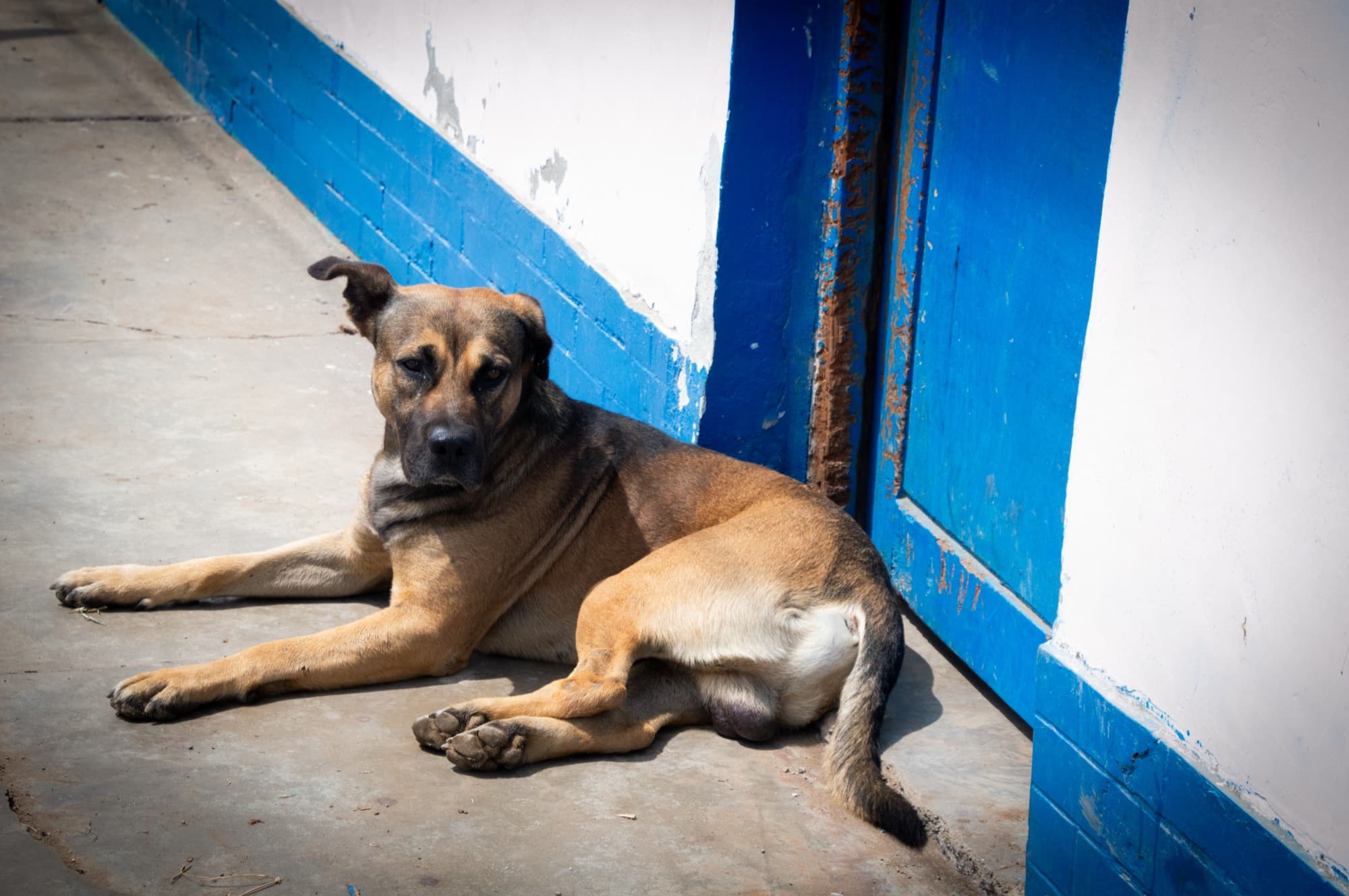 Street Dogs II