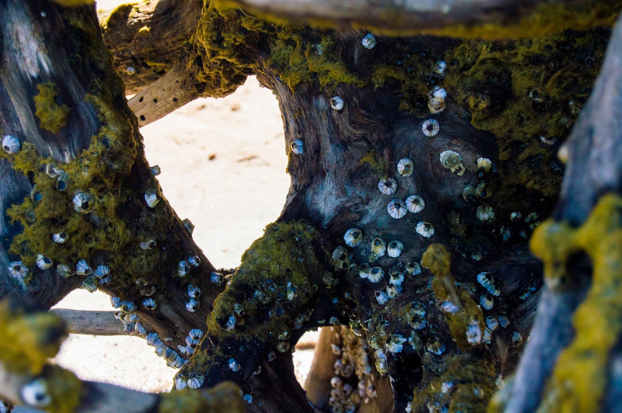Boneyard Beach II